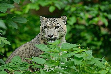 《火焰之纹章 结合》纹章士“西格尔特” 对话战斗演示公布